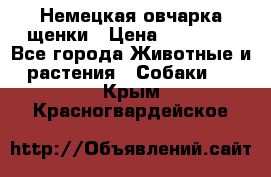 Немецкая овчарка щенки › Цена ­ 20 000 - Все города Животные и растения » Собаки   . Крым,Красногвардейское